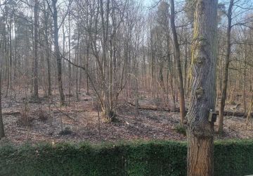 Blick in den Grunewald
