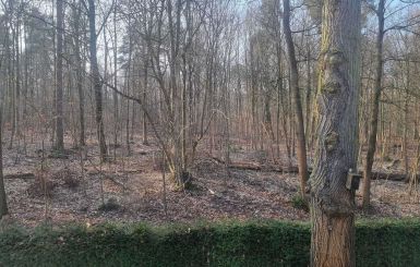 Blick in den Grunewald